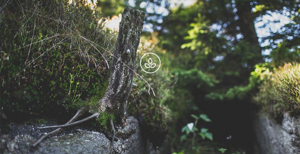 BeWooden -