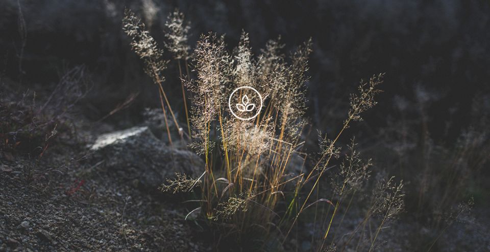 BeWooden -