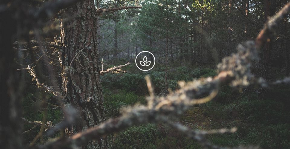 BeWooden -