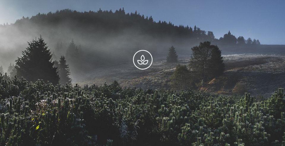 BeWooden -