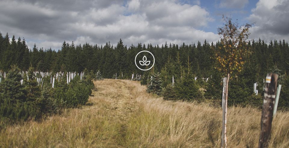 BeWooden -