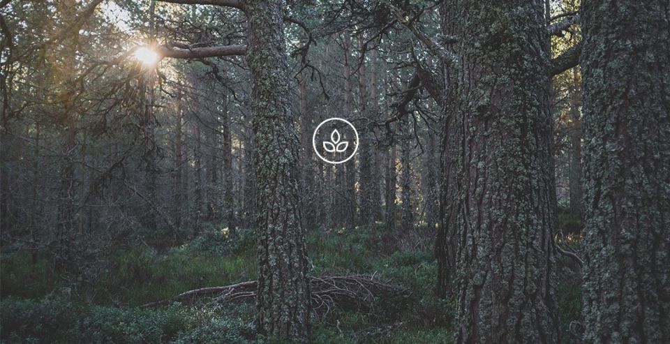 BeWooden -
