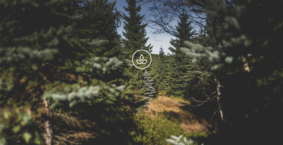 BeWooden -