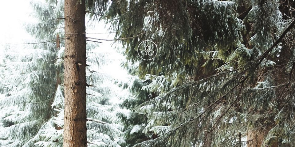 BeWooden -
