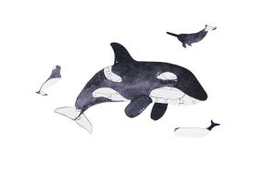 Mini drevené puzzle – Kosatka – Od Epipi