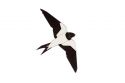 Drevená brošňa Swallow Brooch